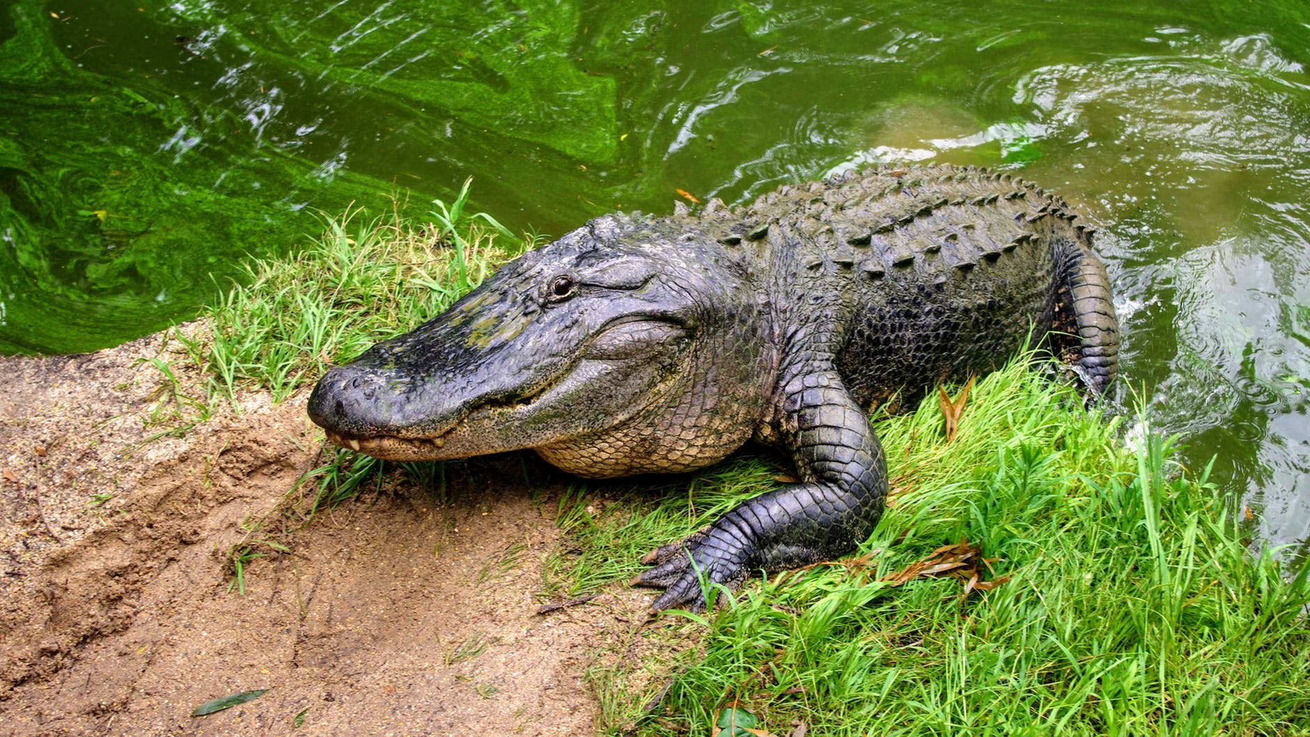 alligator in orlando